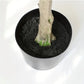 BrightStarAngel™ Artificial Olive Tree Plant