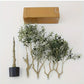 BrightStarAngel™ Artificial Olive Tree Plant