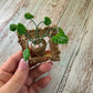 Mini Monstera Plant Magnet Framed